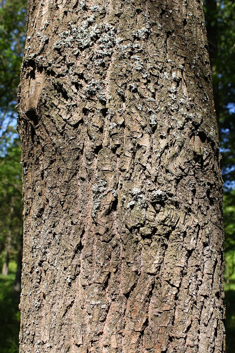 Scarlet Oak (Quercus coccinea) β landscape plant in Middle Tennessee