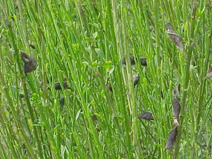 Scotch Broom — photo 2