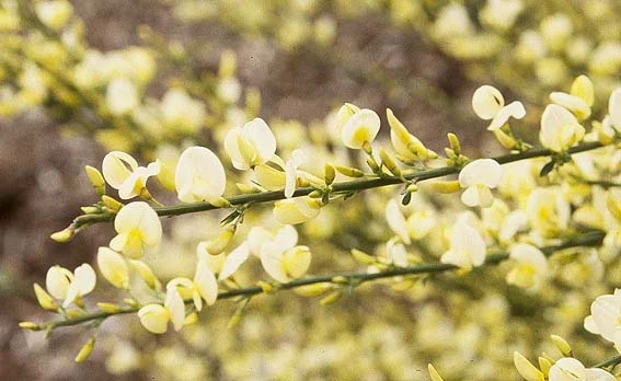 Scotch Broom — photo 3