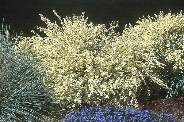 Scotch Broom — photo 4