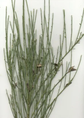 Scotch Broom (Cytisus scoparius) in Middle Tennessee