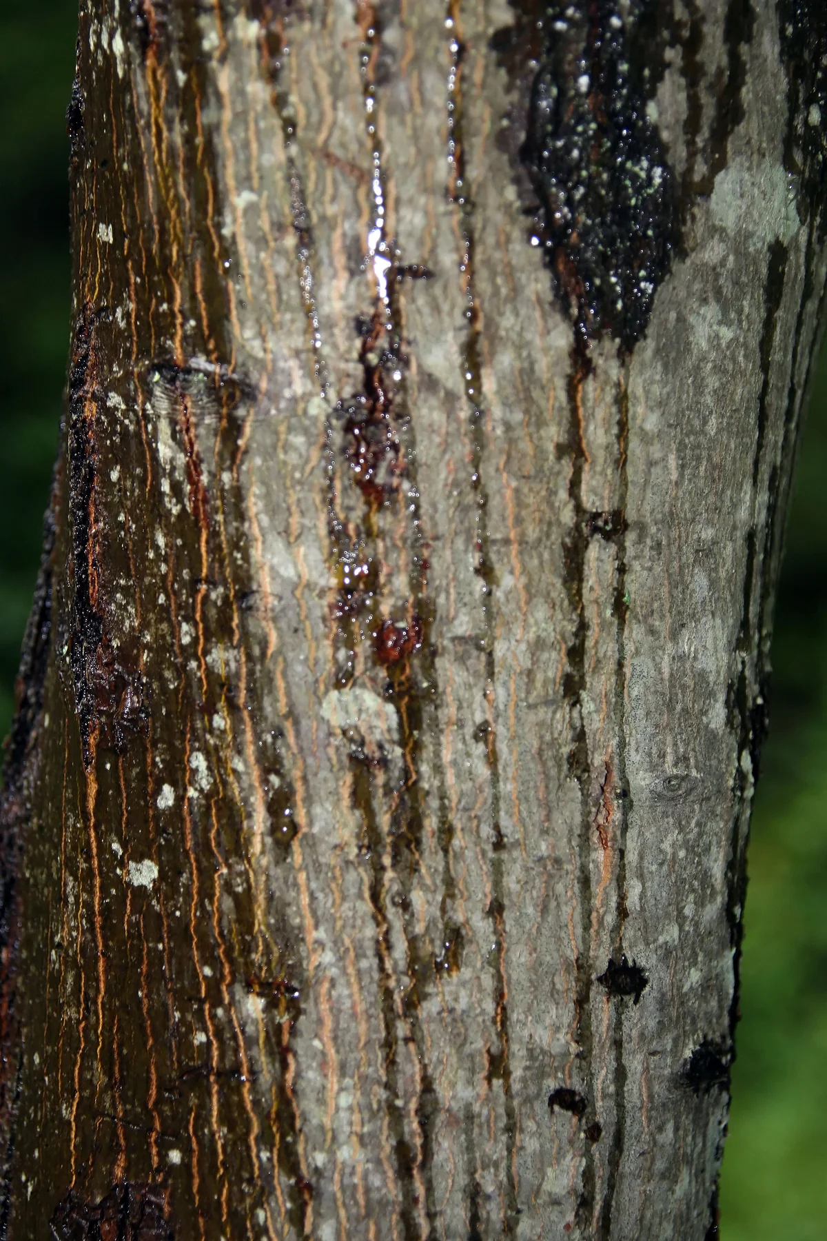 Serviceberry — photo 3