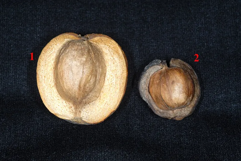 Shagbark Hickory in Middle Tennessee