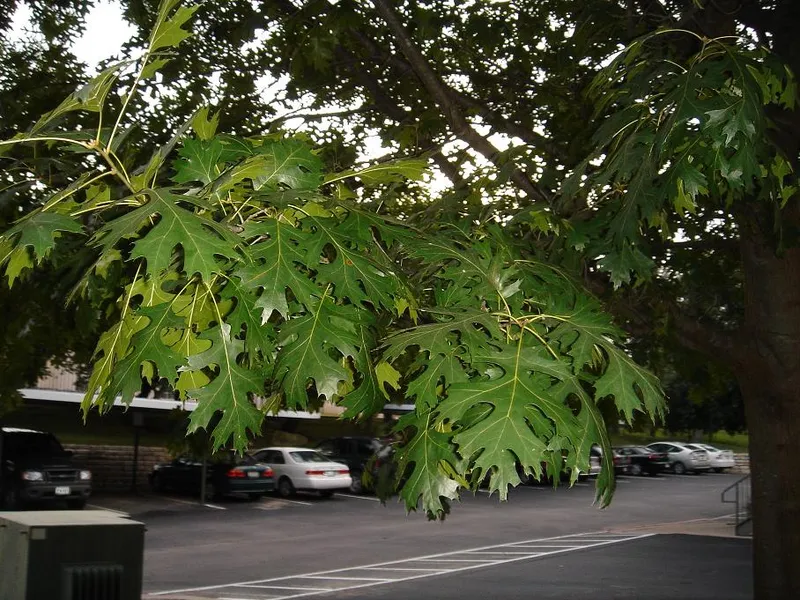 Shumard Oak (Quercus shumardii) β landscape plant in Middle Tennessee