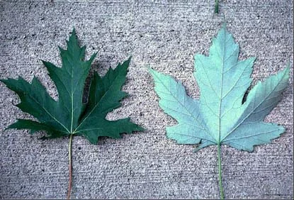 Silver Maple — photo 2
