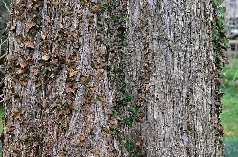 Slippery Elm (Ulmus rubra) β landscape plant in Middle Tennessee