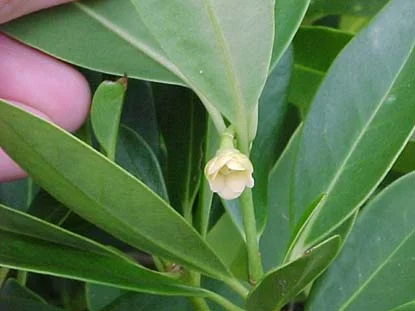 Small Anise-tree — photo 2