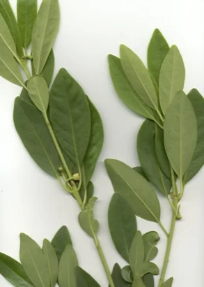 Small Anise-tree (Illicium parviflorum) in Middle Tennessee