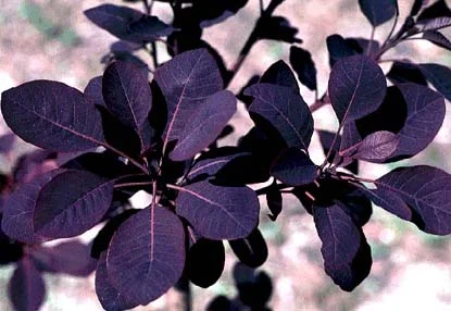 Smoke Tree — photo 2