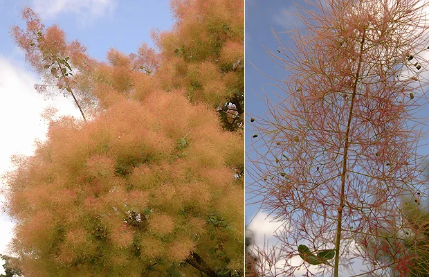 Smoke Tree — photo 3