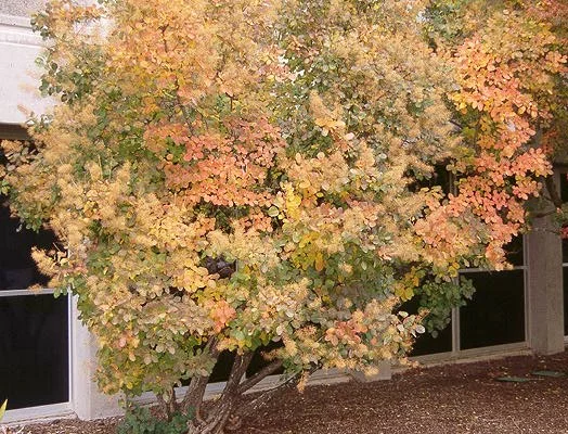 Smoke Tree — photo 4