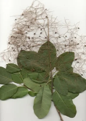 Smoke Tree (Cotinus coggygria) in Middle Tennessee