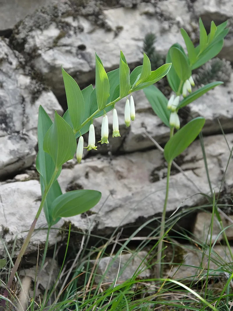 Solomon’s Seal (Polygonatum odoratum) — landscape plant in Middle Tennessee