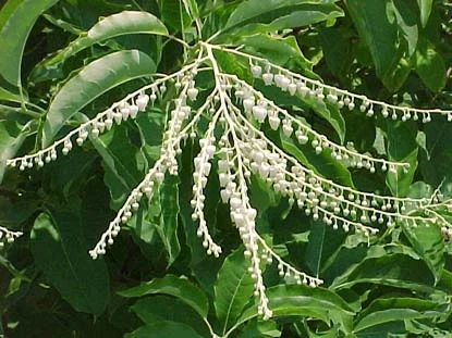 Sourwood (Sorrel Tree) (Oxydendrum arboreum) in Middle Tennessee