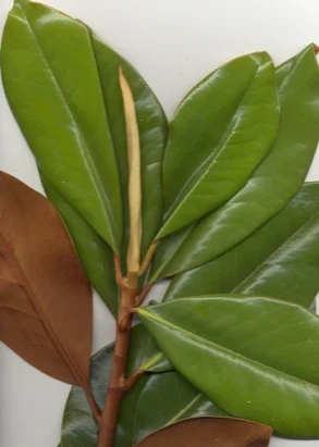 Southern Magnolia (Bull Bay) — photo 2