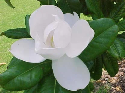 Southern Magnolia (Bull Bay) (Magnolia grandiflora) in Middle Tennessee