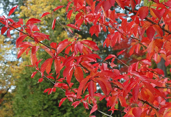 Southern MagnoliaMagnolia grandiflora — photo 10