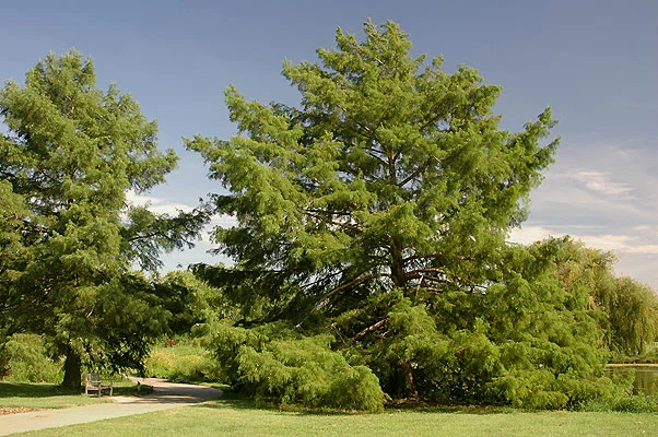 Southern MagnoliaMagnolia grandiflora — photo 11