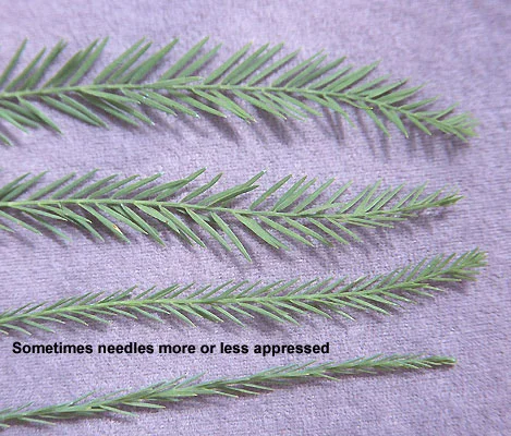 Southern MagnoliaMagnolia grandiflora — photo 12