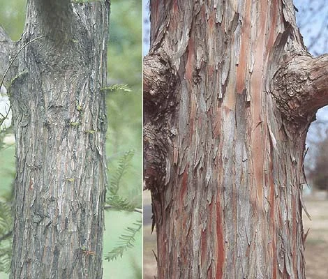 Southern MagnoliaMagnolia grandiflora — photo 14