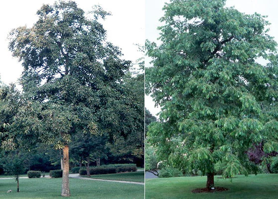 Southern MagnoliaMagnolia grandiflora — photo 15