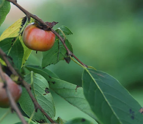 Southern MagnoliaMagnolia grandiflora — photo 17
