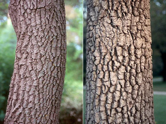 Southern MagnoliaMagnolia grandiflora — photo 18