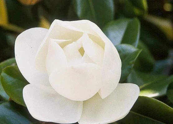 Southern MagnoliaMagnolia grandiflora — photo 2