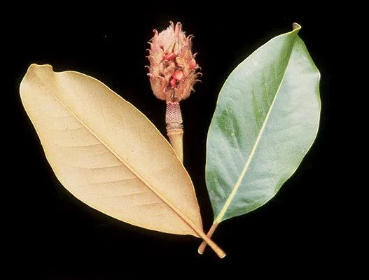 Southern MagnoliaMagnolia grandiflora — photo 3