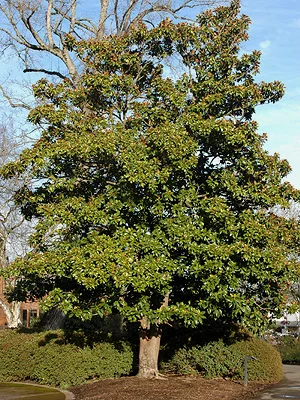 Southern MagnoliaMagnolia grandiflora — photo 4