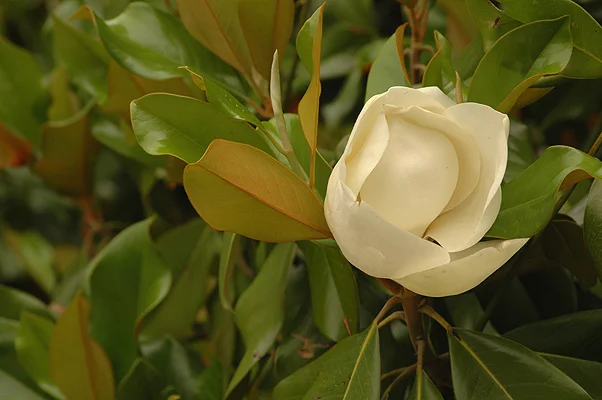 Southern MagnoliaMagnolia grandiflora — photo 5