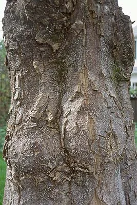 Southern MagnoliaMagnolia grandiflora — photo 6