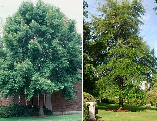 Southern MagnoliaMagnolia grandiflora — photo 8