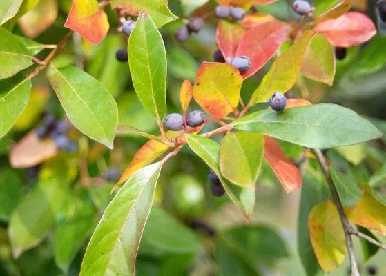 Southern MagnoliaMagnolia grandiflora — photo 9