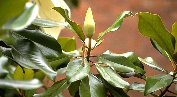 Southern MagnoliaMagnolia grandiflora (Native to the US- Evergreen Tree) in Middle Tennessee