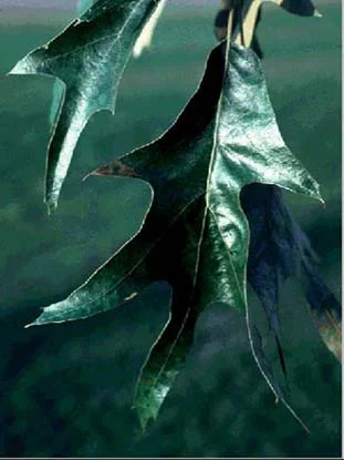 Southern Red Oak (Quercus falcata) in Middle Tennessee