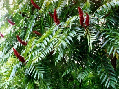 Staghorn Sumac (Rhus typhina) in Middle Tennessee