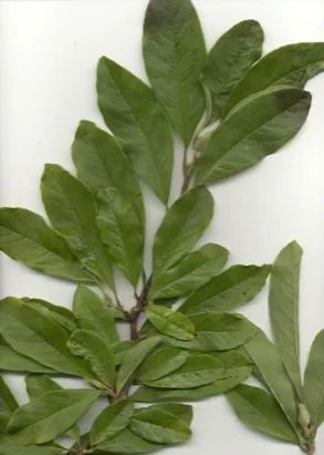 Star Magnolia — photo 2