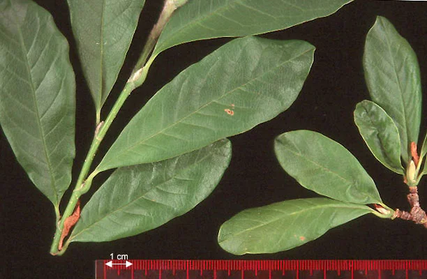 Star Magnolia Magnolia stellata — photo 2