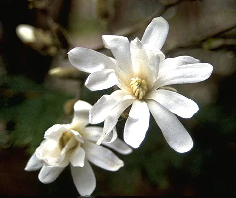 Star Magnolia Magnolia stellata (Deciduous shrub/tree) in Middle Tennessee