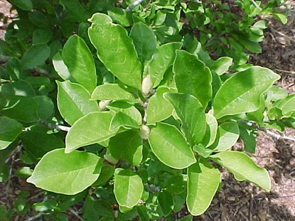 Star Magnolia (Magnolia stellata) in Middle Tennessee