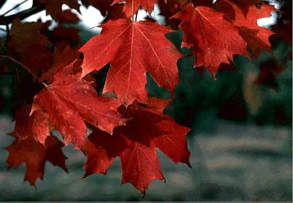 Sugar Maple — photo 2