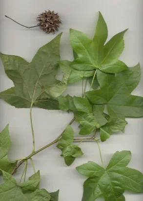 Sweet Gum (Liquidambar styraciflua) in Middle Tennessee