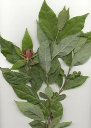 Sweet Shrub — photo 2