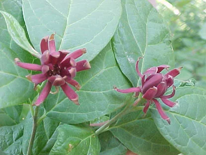 Sweet Shrub (Calycanthus floridus) in Middle Tennessee