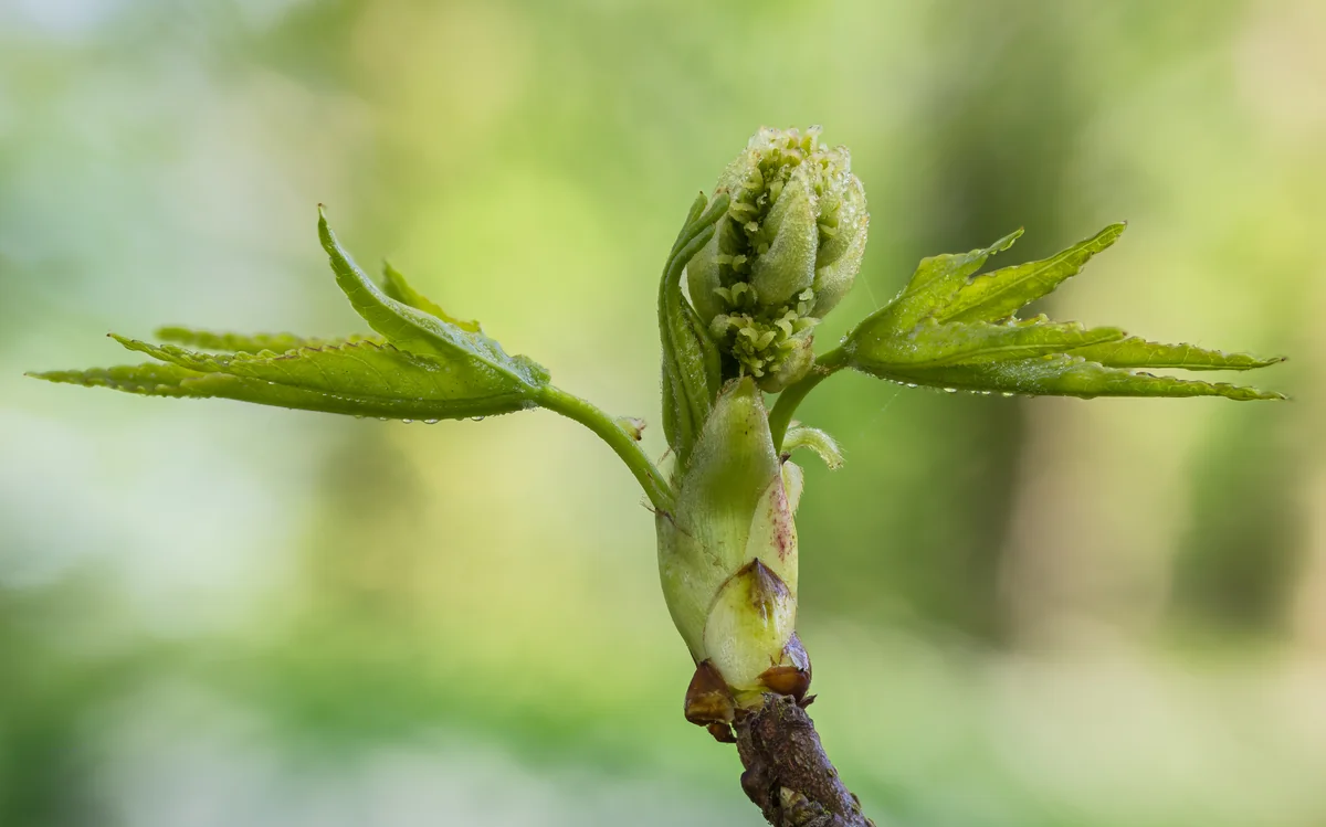 Sweetgum — photo 3