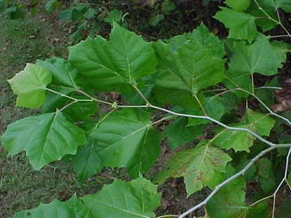 Sycamore (American Planetree) (Platanus occidentalis) in Middle Tennessee
