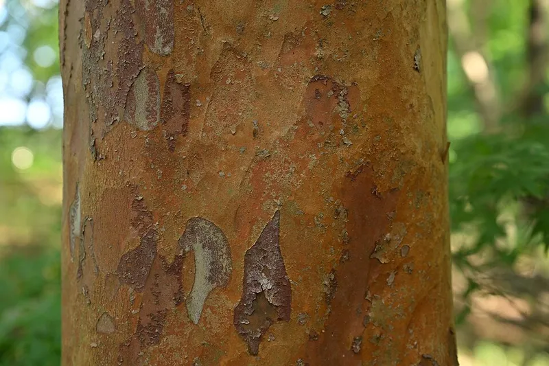 Tall Stewartia (Stewartia monadelpha) β landscape plant in Middle Tennessee