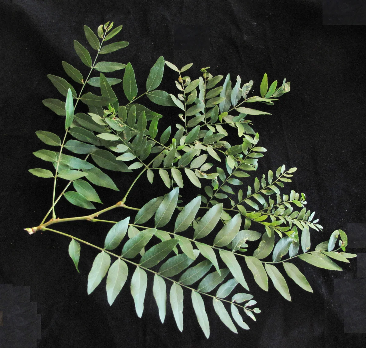 Thornless Honeylocust — photo 3