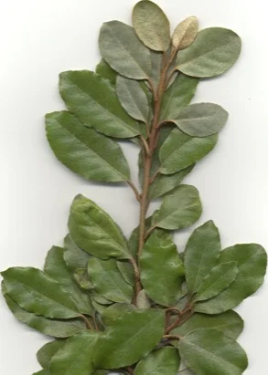 Thorny Elaeagnus — photo 2